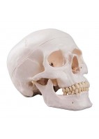 CRANEO CLASICO 3 PARTES