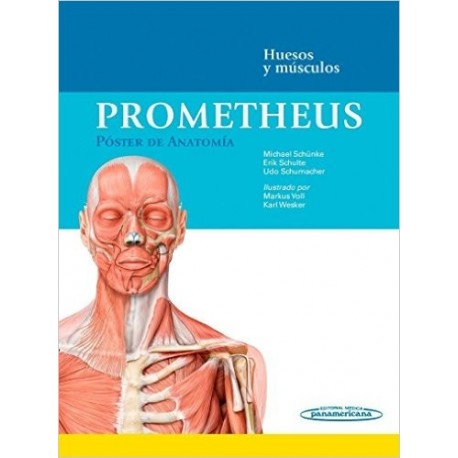 PROMETHEUS. POSTER DE ANATOMIA. MUSCULOS Y HUESOS