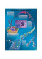 ADN EL GENOTIPO HUMANO (VR-3670)