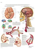 LA APOPLEJIA (VR-3627)