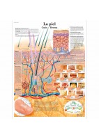 CANCER DE PIEL (VR-3295)