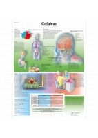 CEFALEAS (VR-3714)
