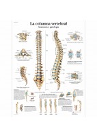 LA COLUMNA VERTEBRAL (VR-3152)