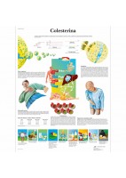 COLESTERINA (VR-3452)