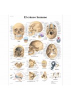 EL CRANEO HUMANO (VR-3131)