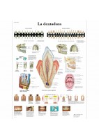 LA DENTADURA (VR-3263)