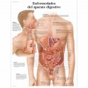 ENFERMEDADES DEL APARATO DIGESTIVO (VR-3431)