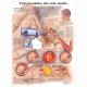 ENFERMEDADES DEL OIDO MEDIO (VR-3252)
