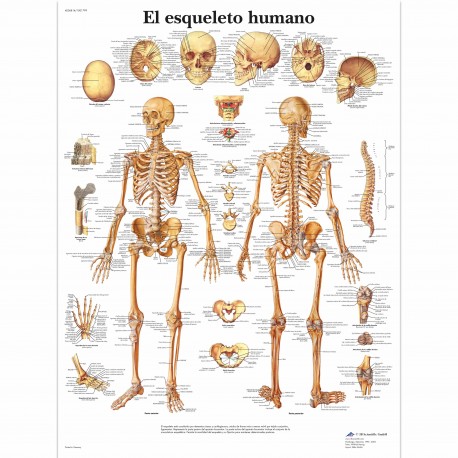 EL ESQUELETO HUMANO (VR-3113)