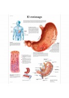 EL ESTOMAGO (VR-3426)