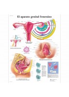 EL APARATO GENITAL FEMENINO (VR-3532)