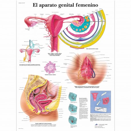 EL APARATO GENITAL FEMENINO (VR-3532)