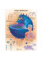 GRIPE (VR-3722)