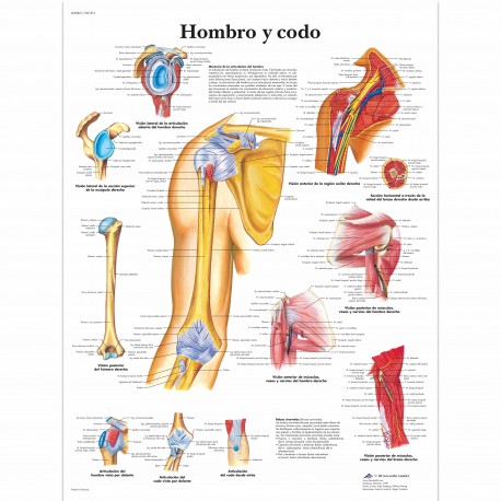 HOMBRO Y CODO (VR-3170)