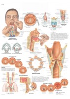 LA LARINGE (VR-3248)