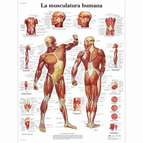 LA MUSCULATURA HUMANA (VR-3118)