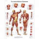 LA MUSCULATURA HUMANA (VR-3118)