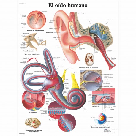 EL OIDO HUMANO (VR-3243)