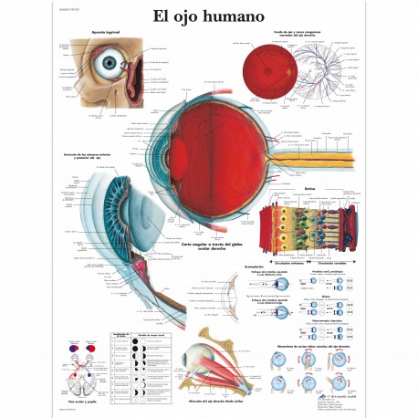 EL OJO HUMANO (VR-3226)