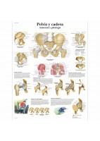 PELVIS Y CADERA (VR-3172)