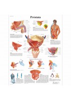 PROSTATA (VR-3528)