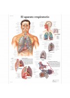 EL APARATO RESPIRATORIO (VR-3322)