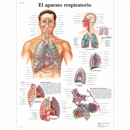 EL APARATO RESPIRATORIO (VR-3322)