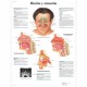RINITIS Y SINUSITIS (VR-3251)