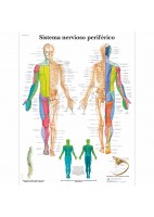 SISTEMA NERVIOSO PERIFERICO (VR-3621)