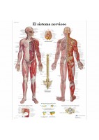 EL SISTEMA NERVIOSO (VR-3620)