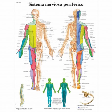 SISTEMA NERVIOSO PERIFERICO (VR-3621)